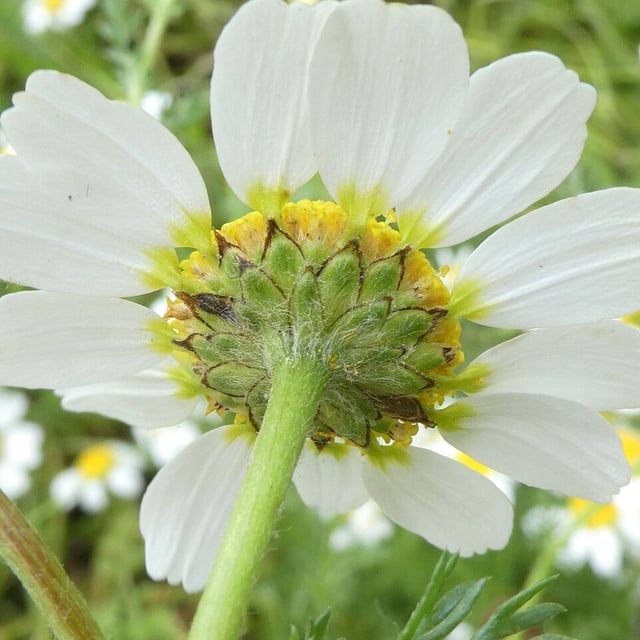 Anacyclus clavatus — flower