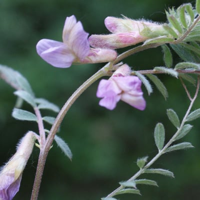 Vicia pannonica — flower