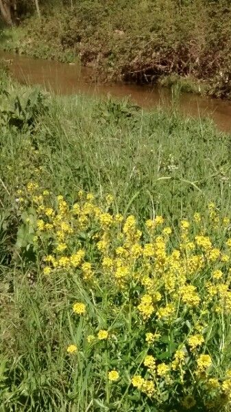 Winter-cress, yellow rocket