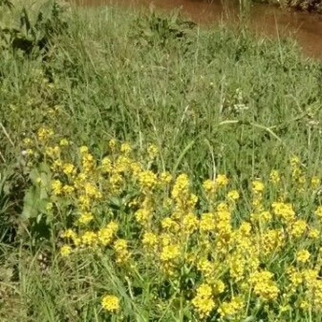 Barbarea vulgaris — flower