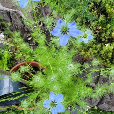 Nigella arvensis — flower