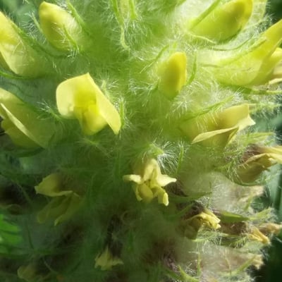 Astragalus alopecurus — flower
