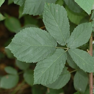 Rubus montanus — leaf
