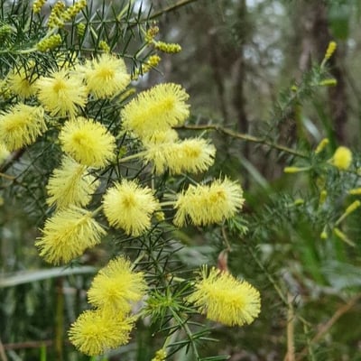 Acacia verticillata — flower