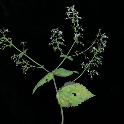 Isodon lophanthoides — habit