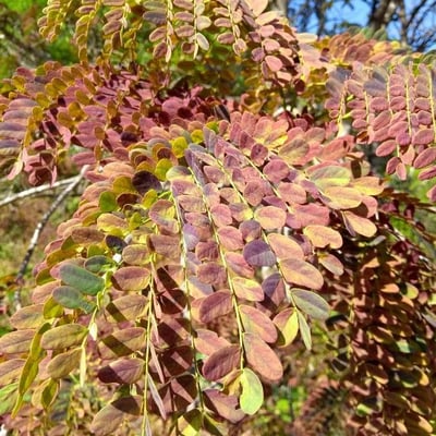Stryphnodendron adstringens — leaf