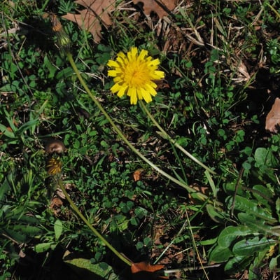 Leontodon tuberosus — flower