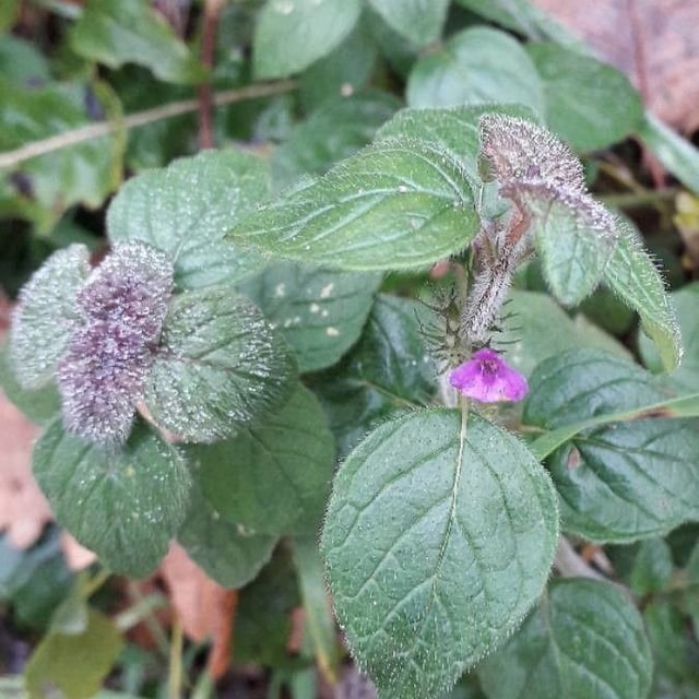 Clinopodium vulgare — flower