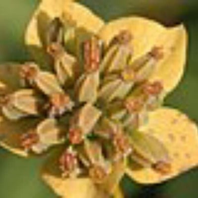 Bupleurum longifolium — flower