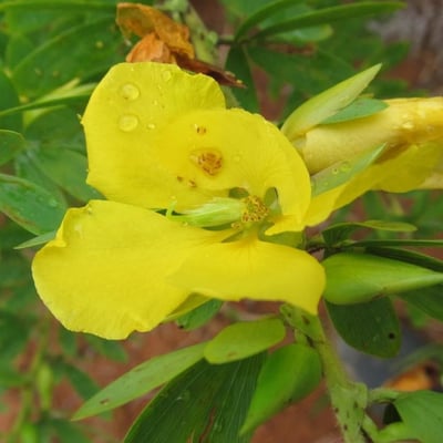 Chamaecrista desvauxii — flower