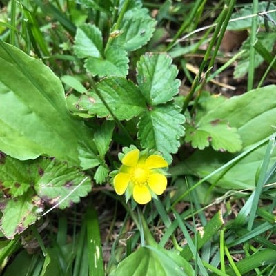 Potentilla indica — flower