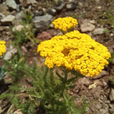 Achillea tomentosa — flower