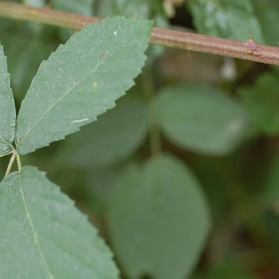 Rubus montanus — leaf
