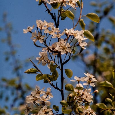 Pyrus cordata — flower