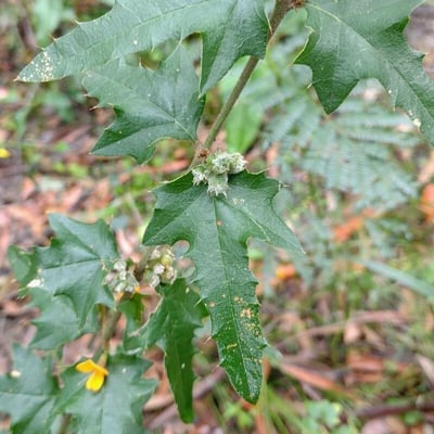 Podolobium ilicifolium — leaf