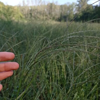 Digitaria eriantha — flower