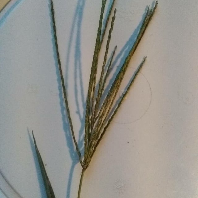 Digitaria eriantha — flower