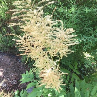 Aruncus dioicus — flower