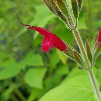 Salvia elegans — flower