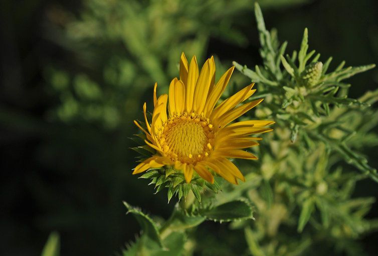 Goldenweed