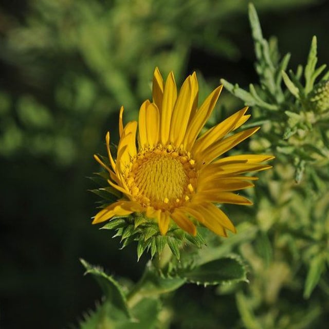 Goldenweed