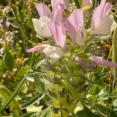 Ononis mitissima — flower