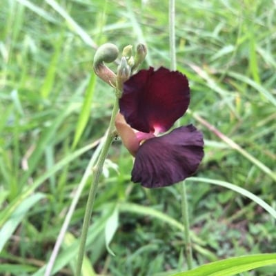 Macroptilium atropurpureum — flower