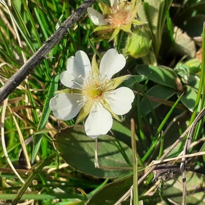Potentilla montana — flower