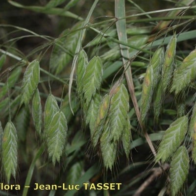 Bromus squarrosus — flower