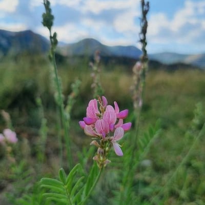 Onobrychis arenaria — flower