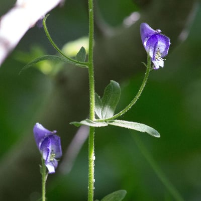 Aconitum columbianum — flower