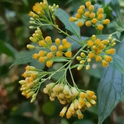 Neurolaena lobata — flower