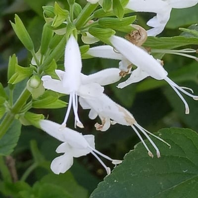 Salvia coccinea — flower