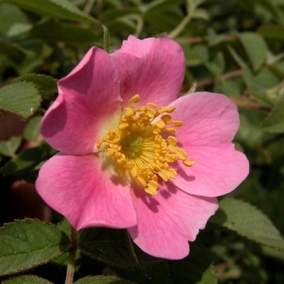 Rosa mollis — flower