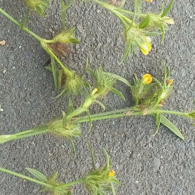 Stylosanthes guianensis — flower