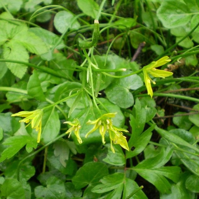 Gagea spathacea — flower