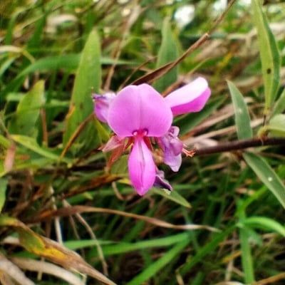 Desmodium canadense — flower
