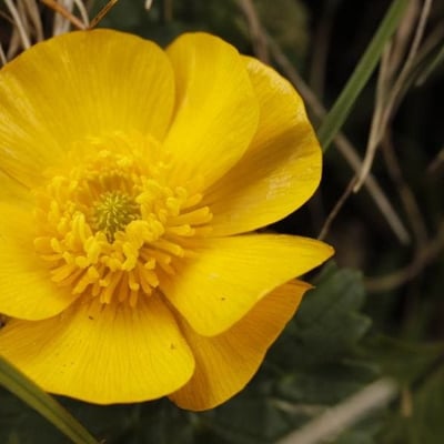 Ranunculus montanus — flower