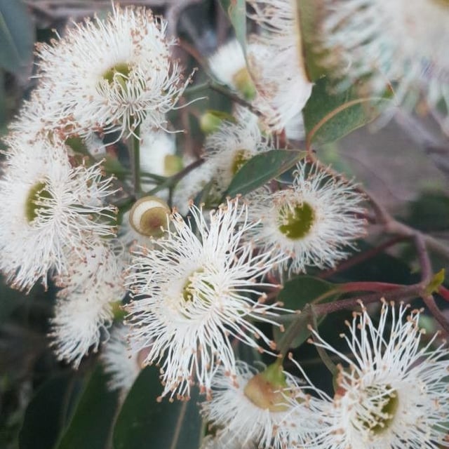 Eucalyptus viminalis — flower