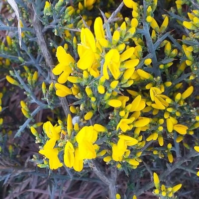Genista scorpius — flower