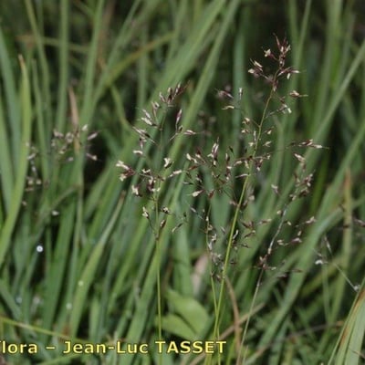 Agrostis rupestris — flower