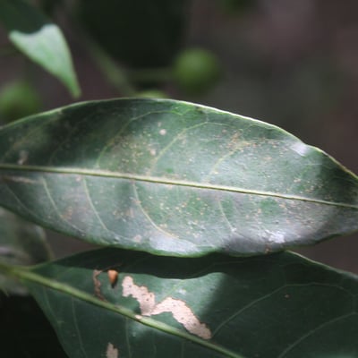 Faramea occidentalis — leaf