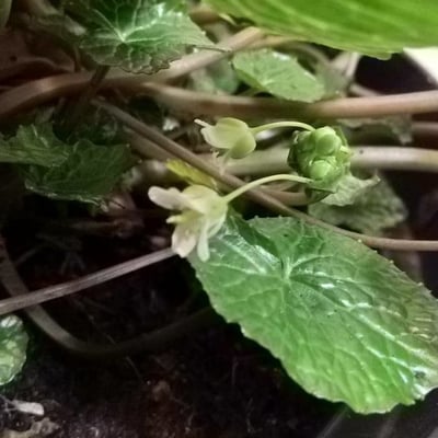 Eutrema japonicum — flower