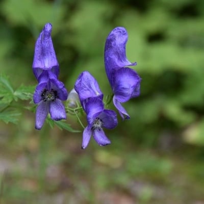 Aconitum variegatum — flower