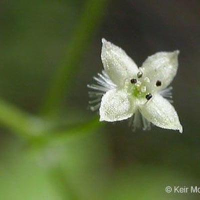 Galium triflorum — flower