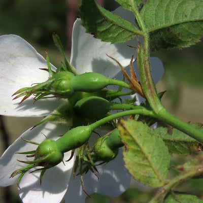 Rosa stylosa — flower