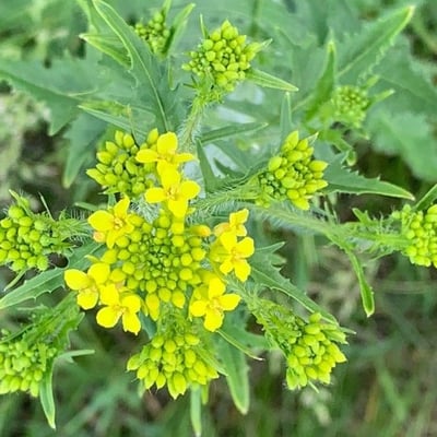 Sisymbrium loeselii — flower