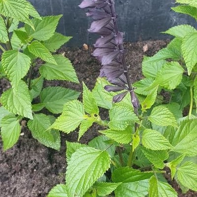 Salvia tiliifolia — flower