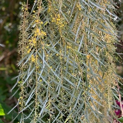 Acacia pendula — flower