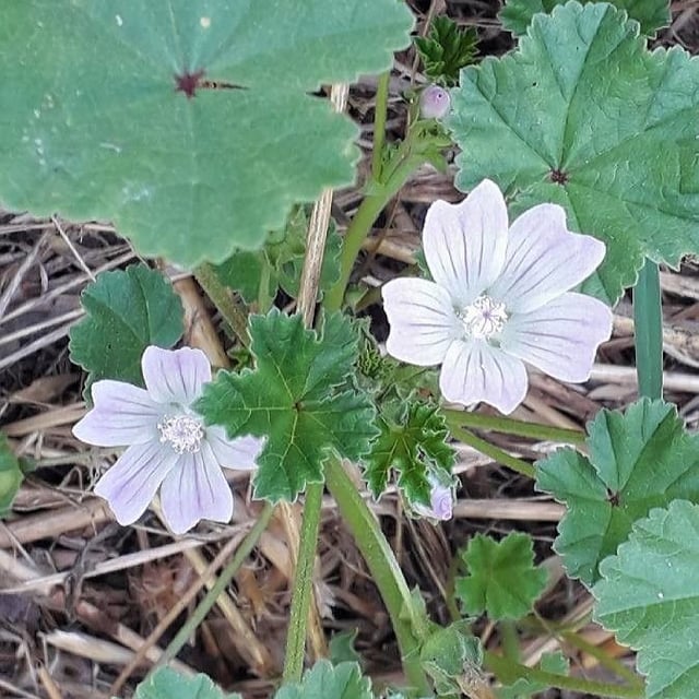 Malva neglecta — flower